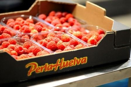 Raspberry varieties